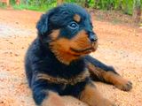Rottweiler Puppies