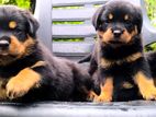 Rottweiler Puppies