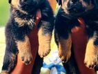 Rottweiler Puppies