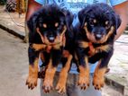 Rottweiler Puppies