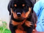 Rottweiler Puppies