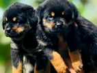 Rottweiler Puppies