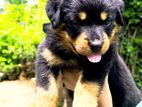 Rottweiler Puppies