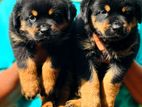 Rottweiler Puppies