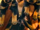 Rottweiler Puppies