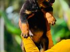 Rottweiler Puppies