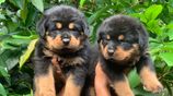 Rottweiler Puppies