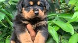 Rottweiler Puppies