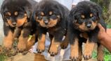 Rottweiler Puppies