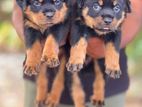 Rottweiler Puppies