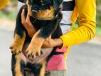 Rottweiler Puppies