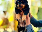 Rottweiler Puppies