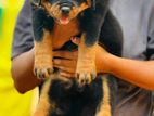 Rottweiler Puppies