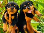 Rottweiler Puppies