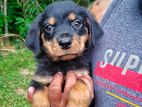 Rottweiler Puppies