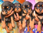 Rottweiler Puppies