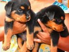 Rottweiler Puppies