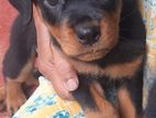 Rottweiler Puppies