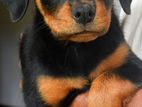 Rottweiler Puppies