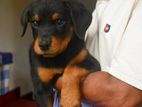 Rottweiler Puppies