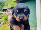 Rottweiler Puppies