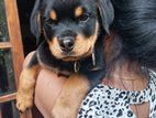 Rottweiler Puppies