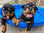 Rottweiler puppies
