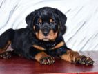 Rottweiler Puppies