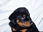 Rottweiler Puppies