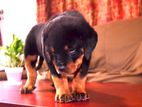 Rottweiler Puppies