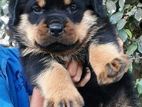 Rottweiler Puppies