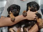 Rottweiler Puppies
