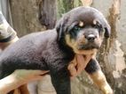 Rottweiler Puppies