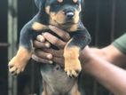 Rottweiler Puppies