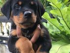 Rottweiler Puppies