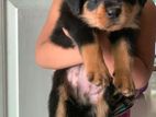 Rottweiler Puppies