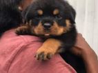 Rottweiler Puppies