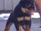 Rottweiler Puppies