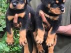 Rottweiler Puppies