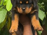 Rottweiler Puppies