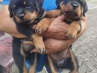 Rottweiler Puppies