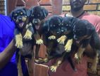 Rottweiler Puppies