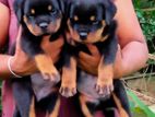 Rottweiler Puppies