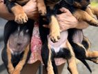 Rottweiler Puppies