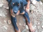 Rottweiler Puppies