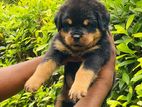 Rottweiler Puppies