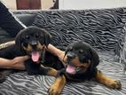 Rottweiler Puppies