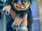 Rottweiler Puppies