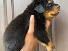 Rottweiler Puppies