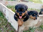 Rottweiler Puppies